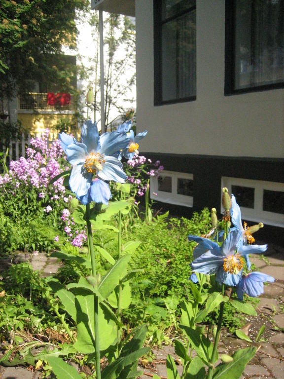Guesthouse Sólgardar Akureyri Exterior foto